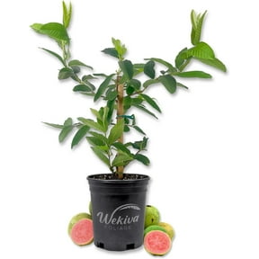 Pink Guava Tree - Live Plant in a 1 Gallon Pot - Psidium Guajava - Edible Fruit Bearing Tree