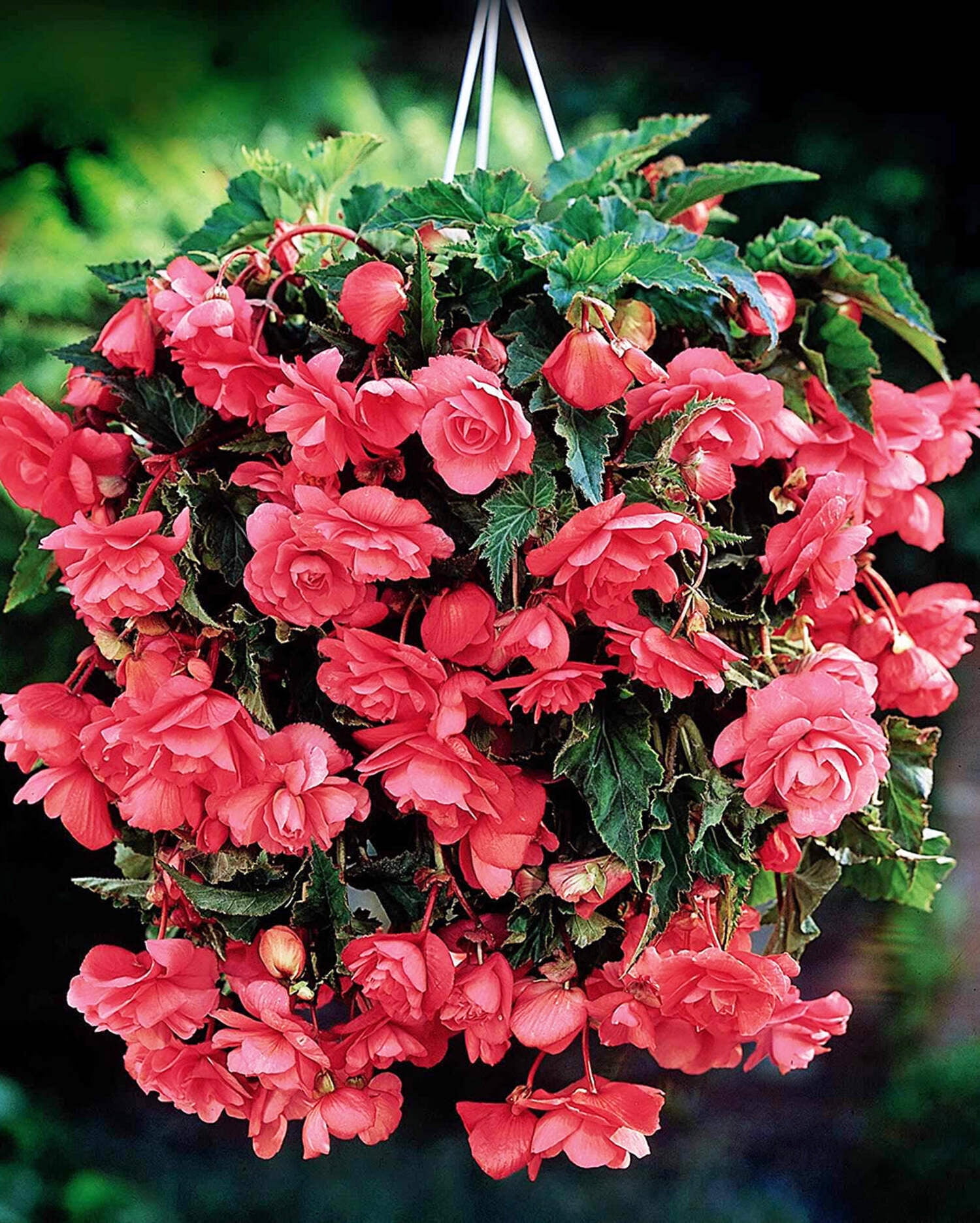 sansevieria jade pagoda Sansevieria 'Jade Pagoda' main image 0