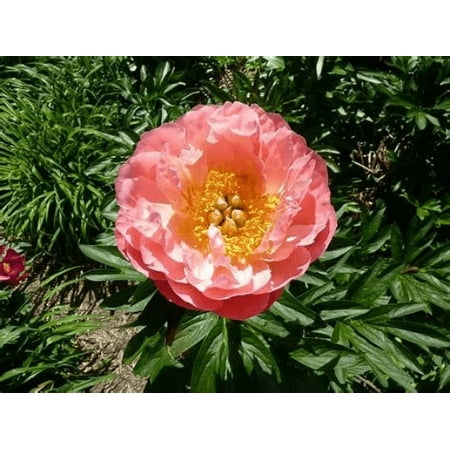 Daylily Nursery Pink Hawaiian Coral Peony Bareroot Live Plants