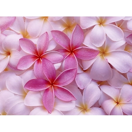 Pink Hawaiian Live 8" Plumeria Frangipani Plant Cutting (1 Count) Full Sun, Perennial, Fragrant