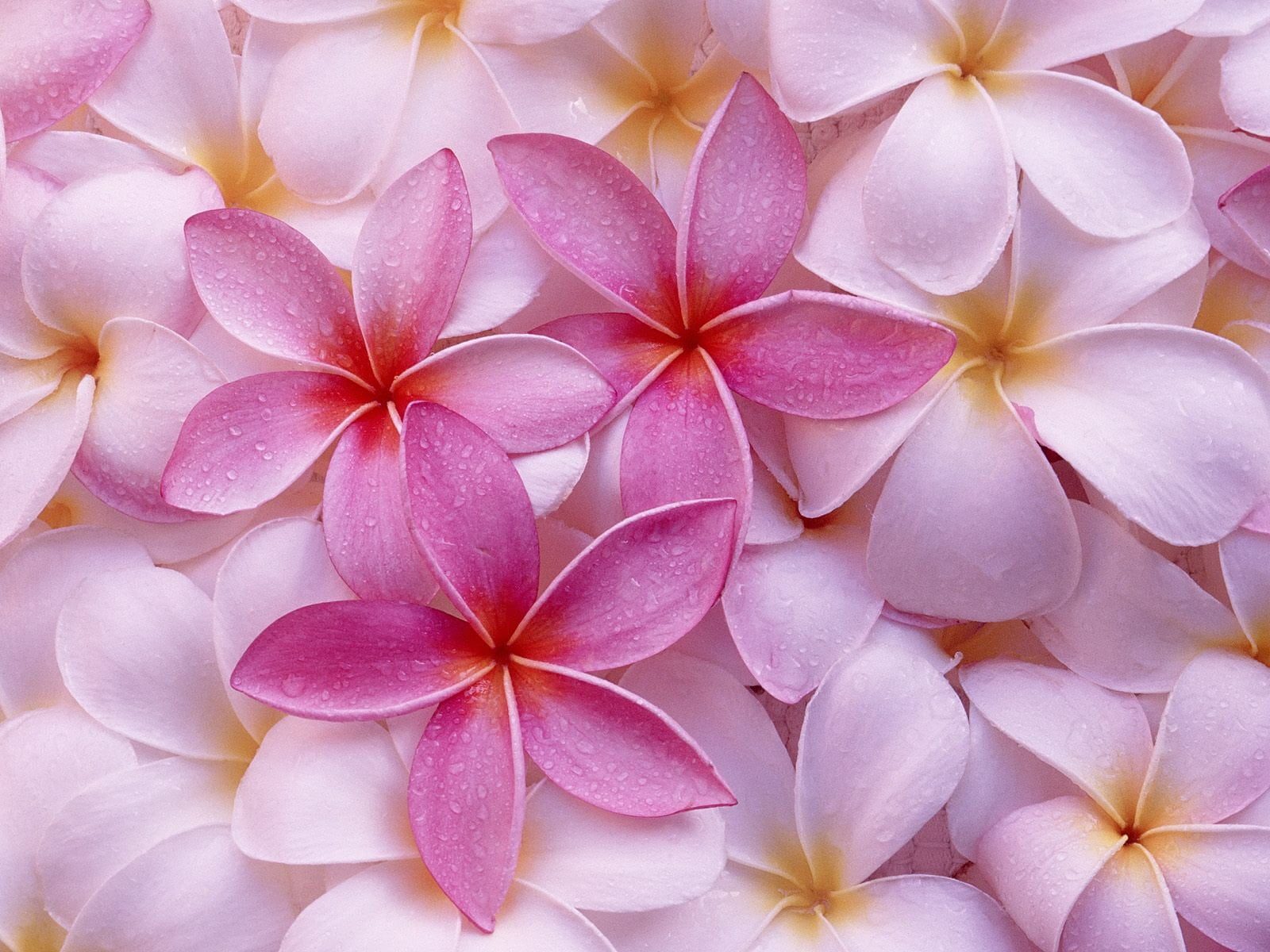 Pink and White Hawaiian Plumeria Frangipani Flower Cuttings