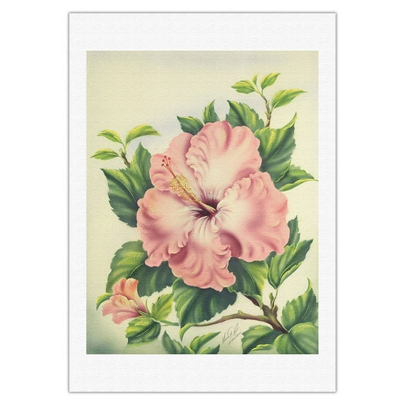 Pink Hibiscus Flowers - Hawai’i - Vintage Hawaiian Airbrush Art by Ted Mundorff c.1940s - Fine Art Rolled Canvas Print 27in x 40in