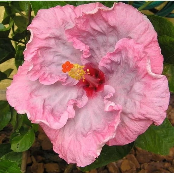 Pink Hibiscus Start Live Plant 3-5" Tall Seedling Plant Pink Hibiscus Flower Plant Perennial Flowering Shrub Outdoor Indoor Garden