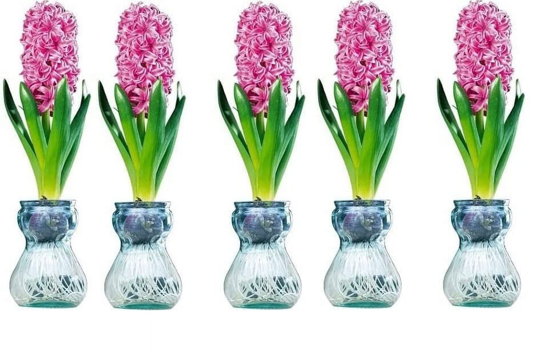 Pink Hyacinth Bulb and Forcing Vase - Ready to Grow Indoor Hyacinth ...