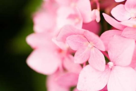 Pink Hydrangea Canvas Art - Beth Wold (12 x 18)