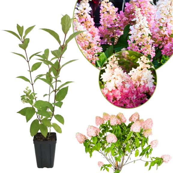 Pink Hydrangea Live Plant, Quart Pot, Color Changing Hydrangea Bush, Hardy Perennial Flowering Shrub, 8-14" Tall