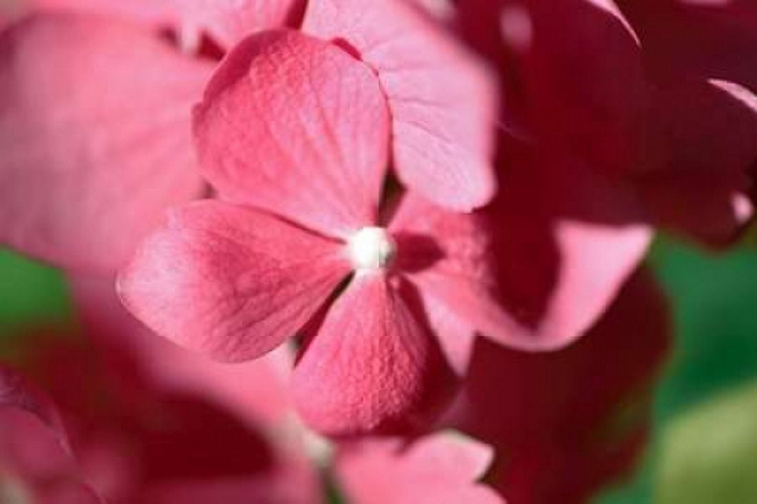 Pink Hydrangeas I Canvas Art - Rita Crane (12 x 18)