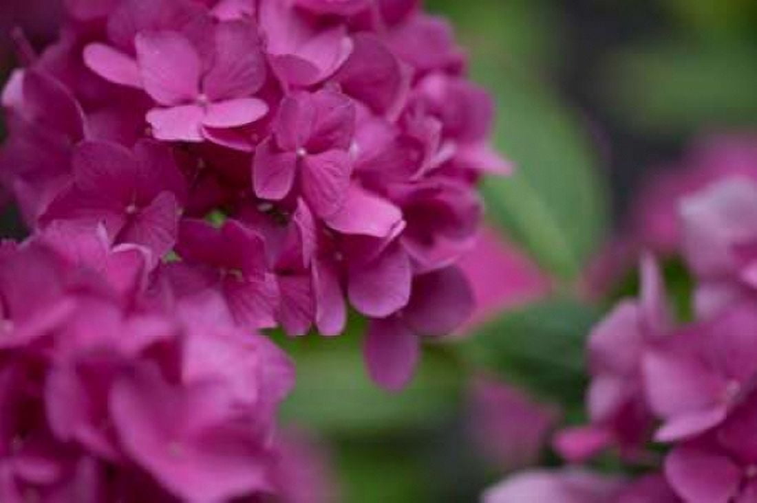 Pink Hydrangeas I Canvas Art - Rita Crane (24 x 36)
