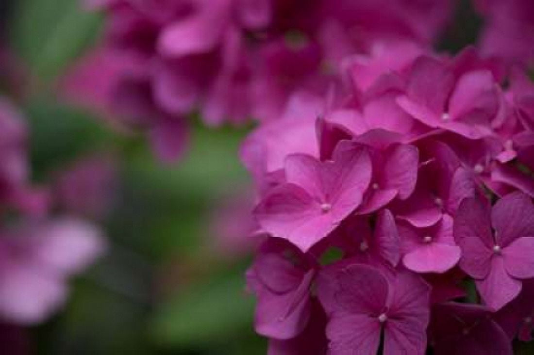 Pink Hydrangeas II Canvas Art - Rita Crane (12 x 18)