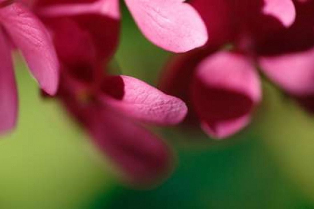 Pink Hydrangeas II Canvas Art - Rita Crane (24 x 36)