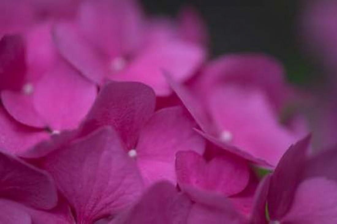 Pink Hydrangeas III Canvas Art - Rita Crane (12 x 18)