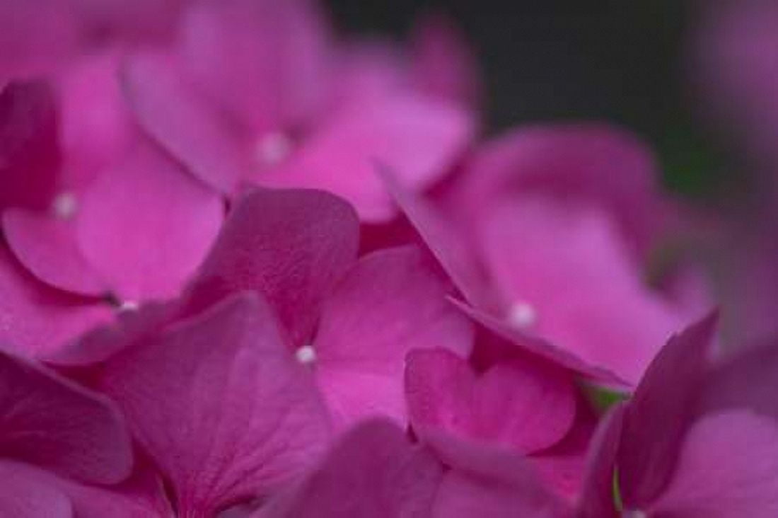 Pink Hydrangeas III Canvas Art - Rita Crane (24 x 36)