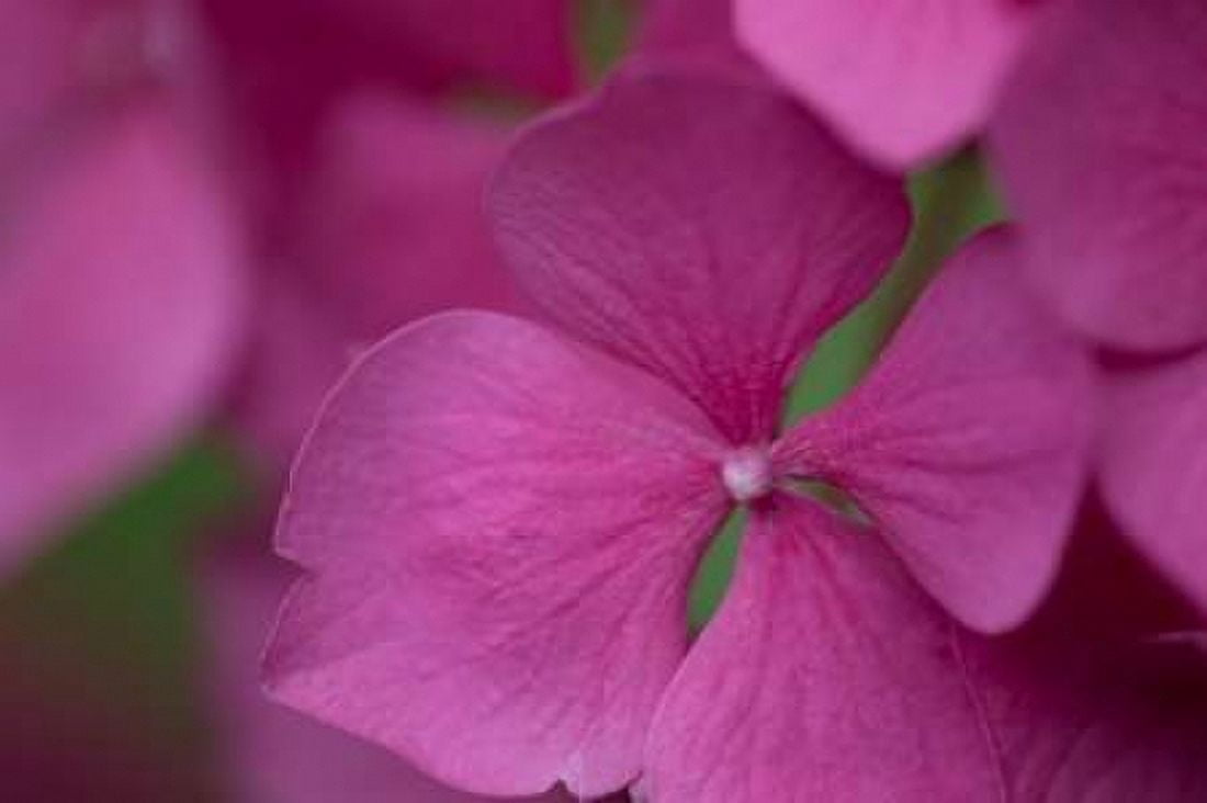 Pink Hydrangeas IV Canvas Art - Rita Crane (24 x 36)