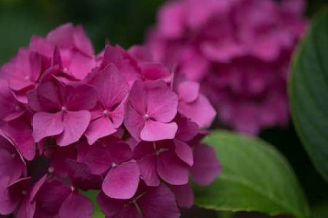Pink Hydrangeas V Canvas Art - Rita Crane (24 x 36)