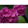 thumbnail image 1 of Pink Hydrangeas V Poster Print by Rita Crane (12 x 18), 1 of 1