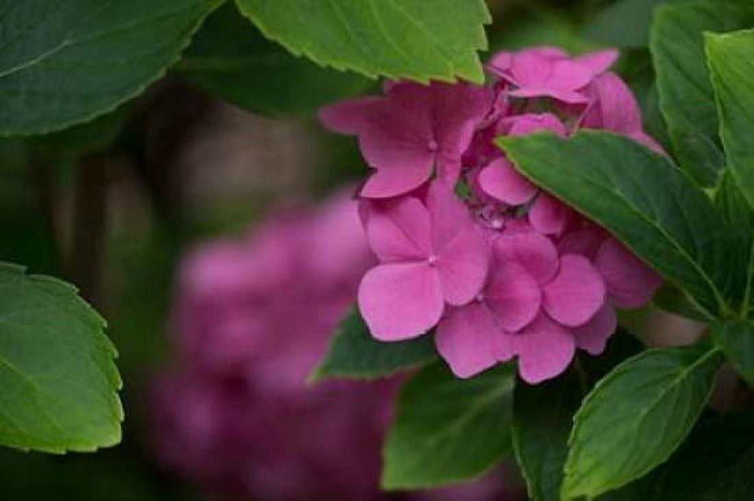 Pink Hydrangeas VI Canvas Art - Rita Crane (24 x 36)