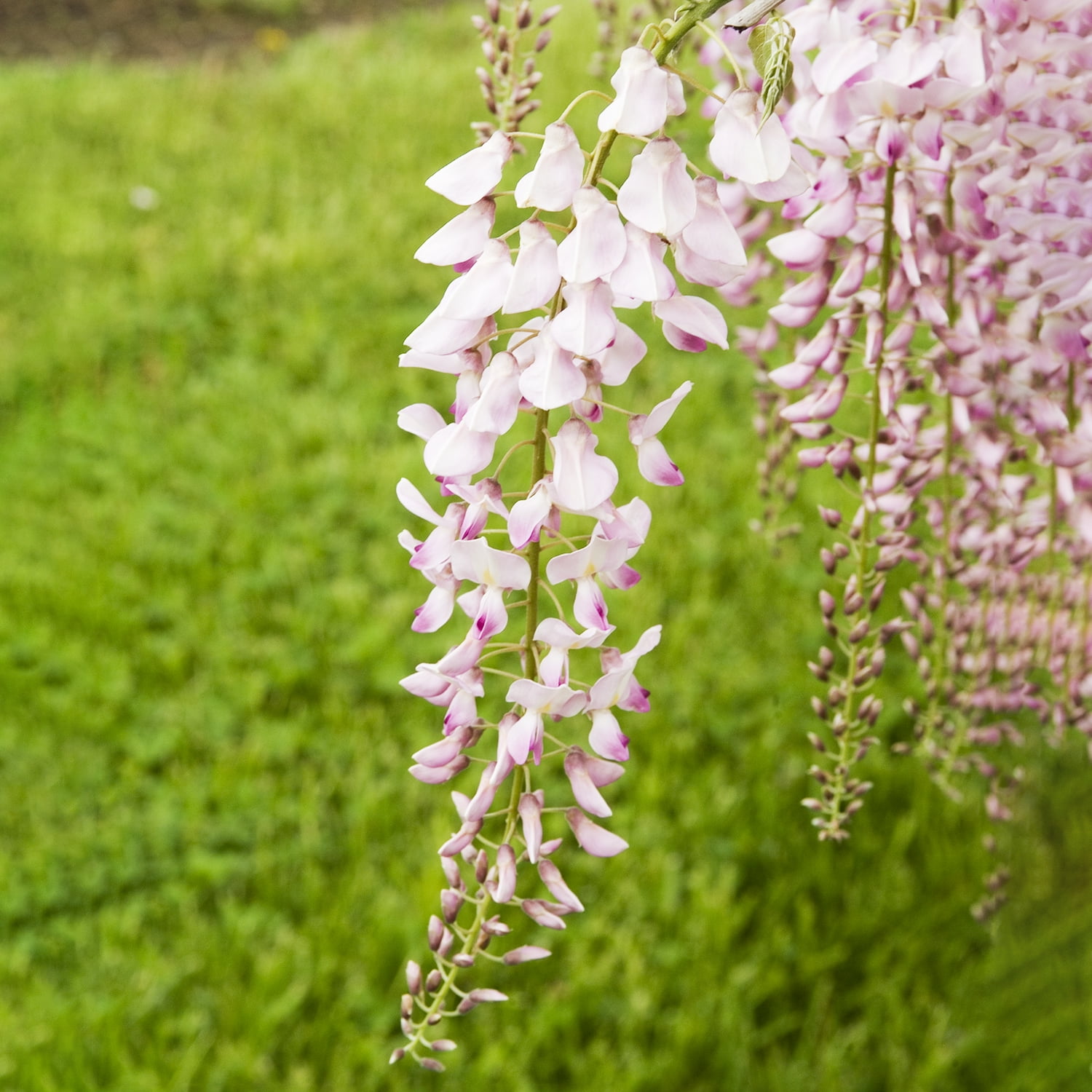 Spring Hill Nurseries Japanese Wisteria