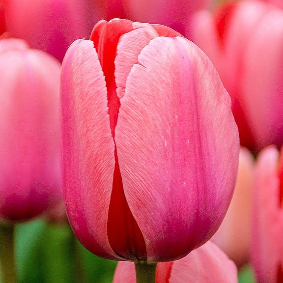 Pink Impression Darwin Hybrid Tulip Dormant Spring Flowering Bulbs 25 Pack