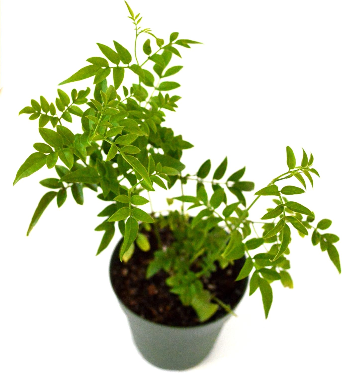 Pink Jasmine Plant Jasminum Polyanthum Fragrant in Nursery Pot