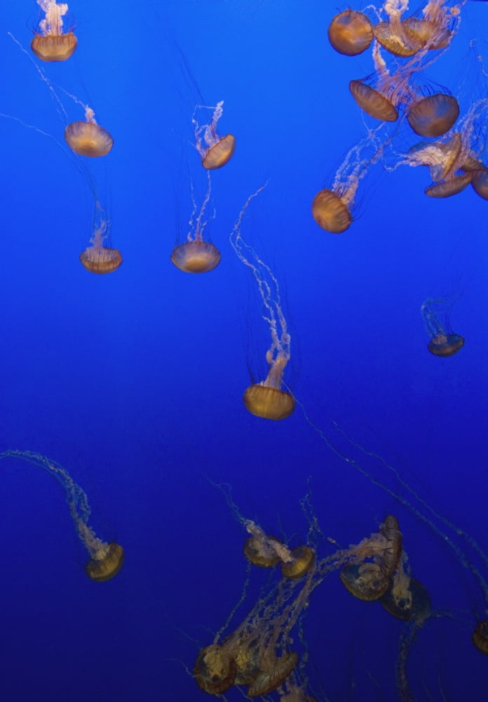 Pink Jellyfish Floating In A Tank At Monterey Bay Aquarium Canvas Art - Ian Cumming Design Pics (12 x 18)