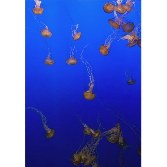 Pink Jellyfish Floating In A Tank At Monterey Bay Aquarium Poster Print