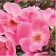 thumbnail image 1 of Pink Knock Out Rose Bush (3 Gallon) Flowering Semi-Evergreen Shrub with Bubble-Gum Pink Single-form Blooms - Full Sun Live Outdoor Plant, 1 of 2