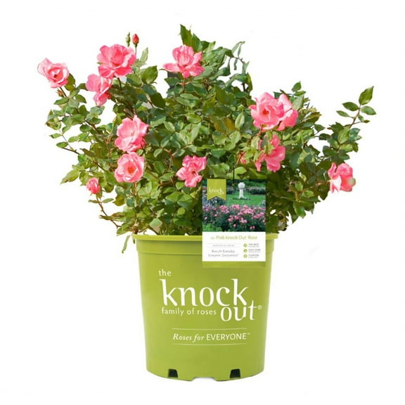 Pink Knock Out� Rose