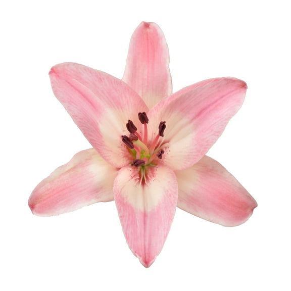 Pink LA Hybrid Lilies - Fresh Cut - 40 Stems