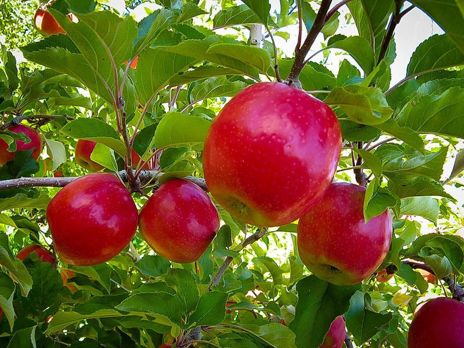 Pink Lady Apple Tree 7 Gallon