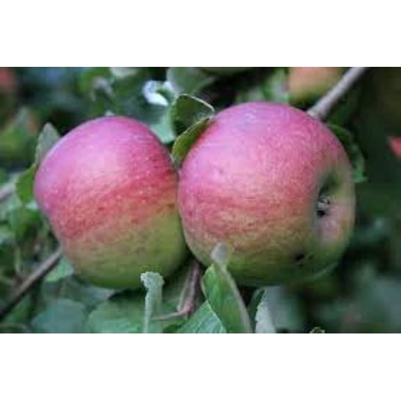 Pink Lady Apple Tree Pre-Bagged Bare Root 6-12" Tall, 2pk