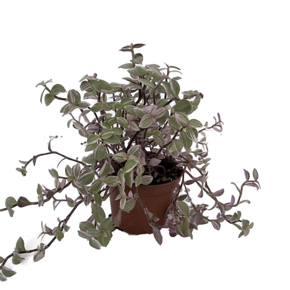 Pink Lady Bolivian Jewel - Turtle Vine - Callisia repens - 2.5" Pot