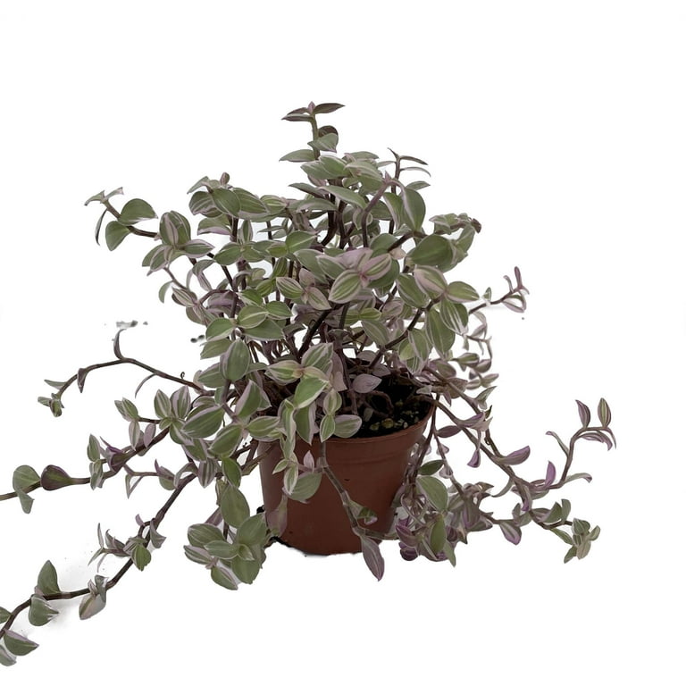 Pink Lady Bolivian Jewel - Exotic Indoor Turtle Vine - Callisia repens -  Live Tropical Plant in 2.5" Pot - Walmart.com