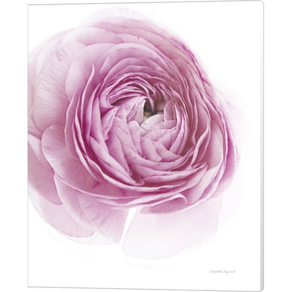 Pink Lady III by Elizabeth Urquhart, Canvas Wall Art, 16W x 20H