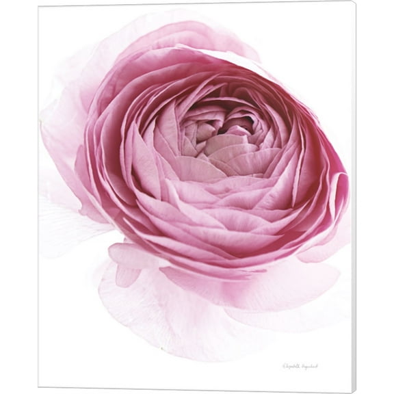 Pink Lady IV by Elizabeth Urquhart, Canvas Wall Art, 16W x 20H