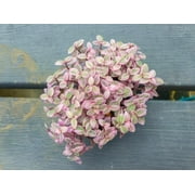 Pink Lady Succulent Plant 2 Inch Pot - Callisia Repens