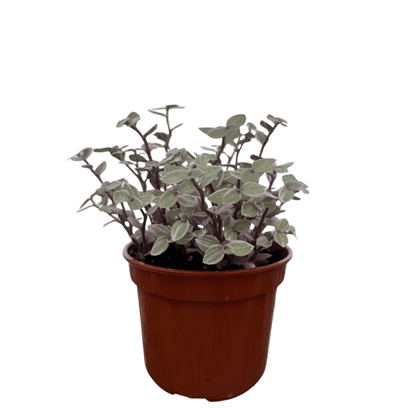 Pink Lady Turtle Vine - Callisia Repens - 4" Pot
