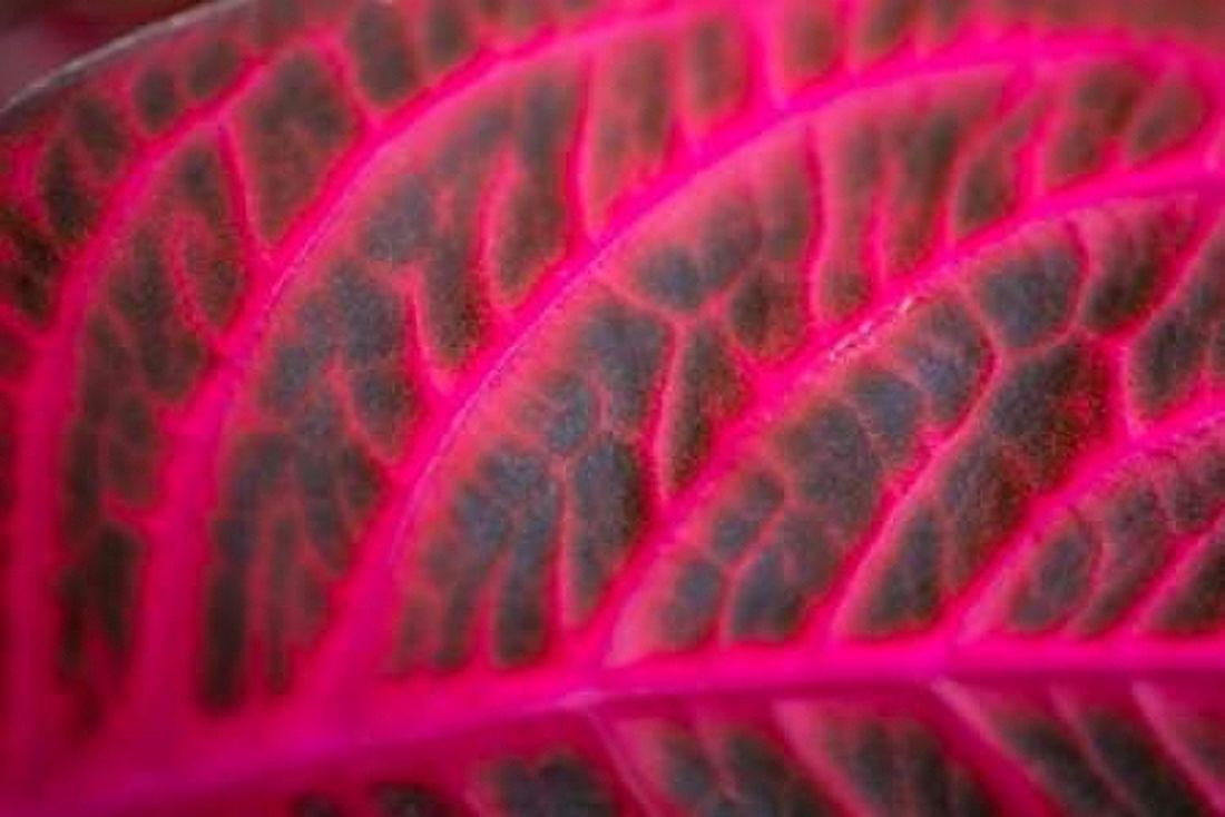 Pink Leaf I Canvas Art - Erin Berzel (24 x 36)
