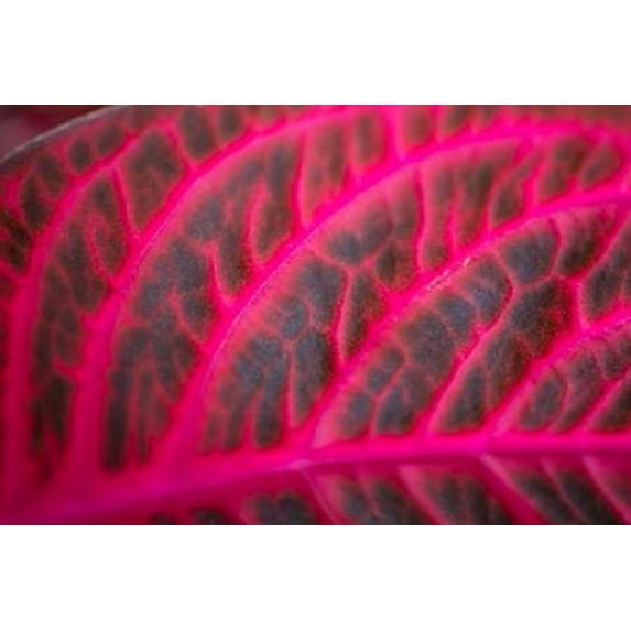 Pink Leaf I Poster Print by Erin Berzel (24 x 36)