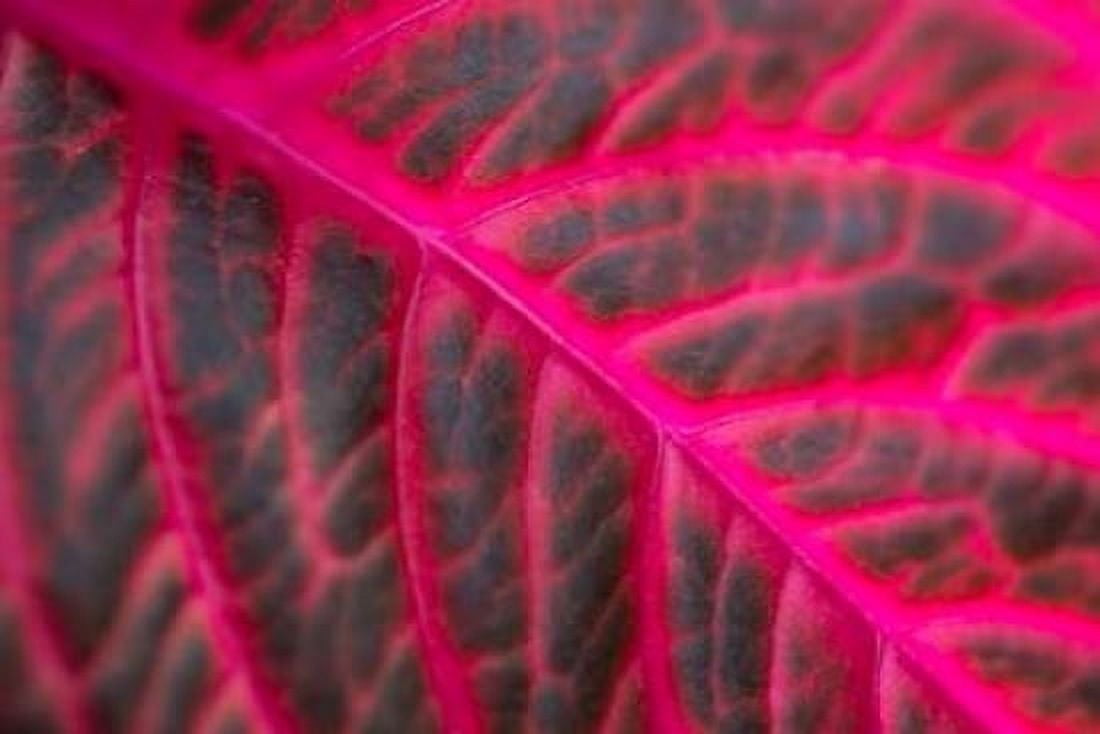 Pink Leaf II Canvas Art - Erin Berzel (24 x 36)
