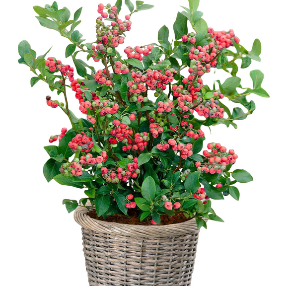 Pink Lemonade Blueberry Bush Live Plant, 5 Gallon Pot, Pink-Fruiting Blueberry Shrub for Home Gardens