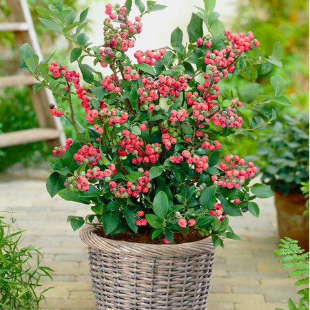 Pink Lemonade Blueberry Live Plant, Dwarf Fruit Tree Starter Plant, Vaccinium Pink Lemonade, Unique Dwarf Variety with Pink Berries, 4 to 6 Inch Tall, No Ship Pot