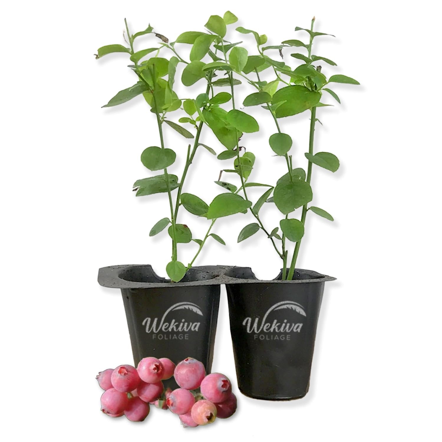 Pink Lemonade Blueberry Plant - 2 Live Starter Plants - Vaccinium - Edible Fruit Bearing Bush for The Patio and Garden