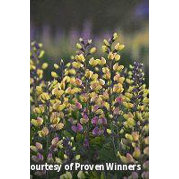 Pink Lemonade False Indigo - 2 Gallon Perennial