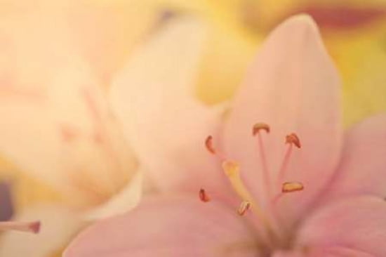 Pink Lilies Canvas Art - Roberta Murray (24 x 36)