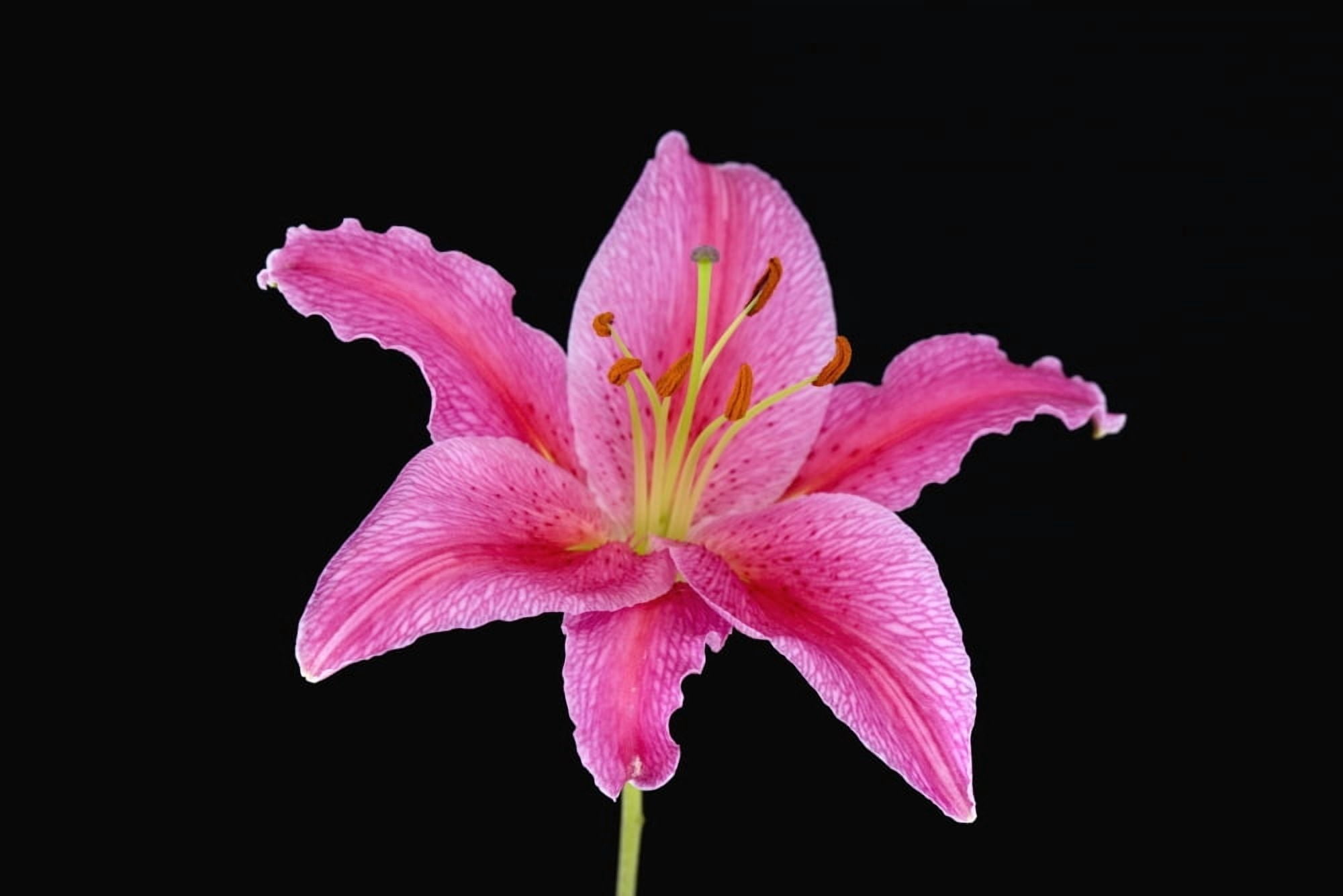 Pink Lily Against Black Background Canvas Art - Steven Raniszewski Design Pics (34 x 22)