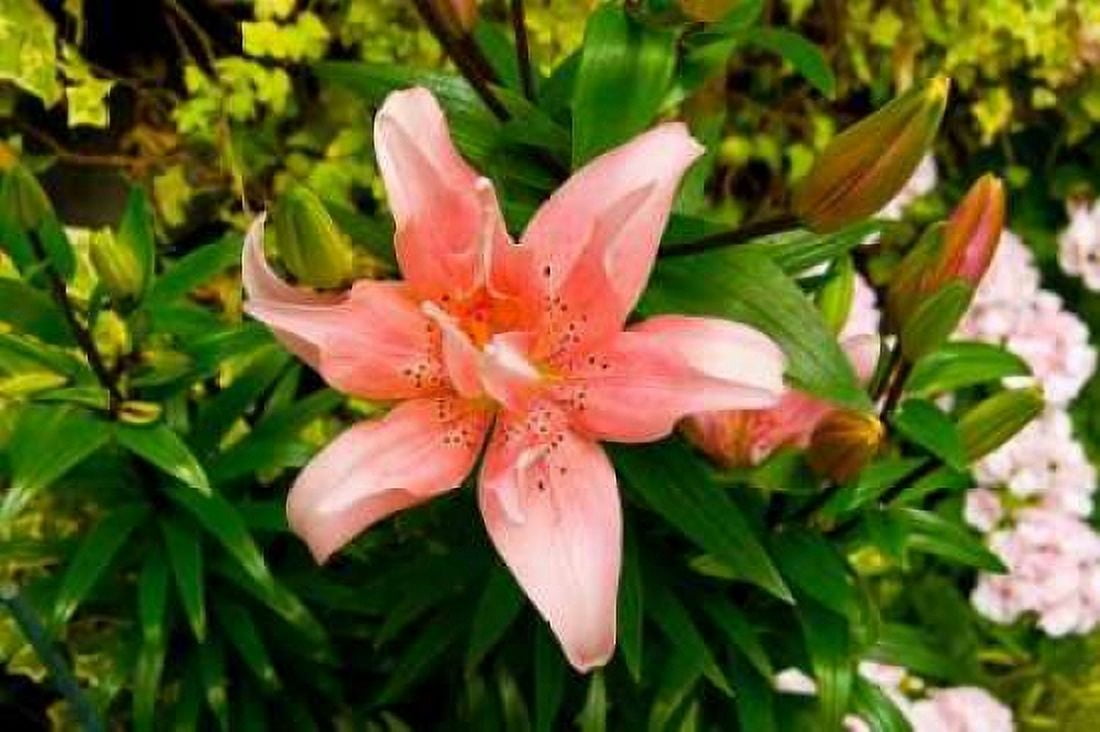 Pink Lily Canvas Art - George Johnson (20 x 28)