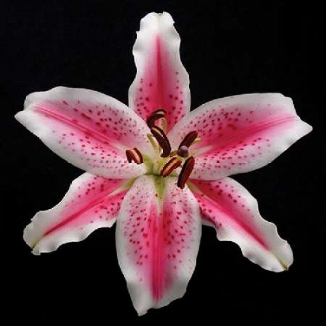 Pink Lily Canvas Art - Jim Christensen (24 x 24)
