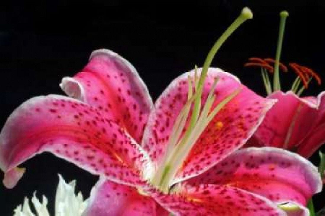 Pink Lily Canvas Art - Tammy Putman (12 x 18)