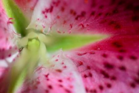 Pink Lily I Canvas Art - JoAnn Arduini (12 x 18)