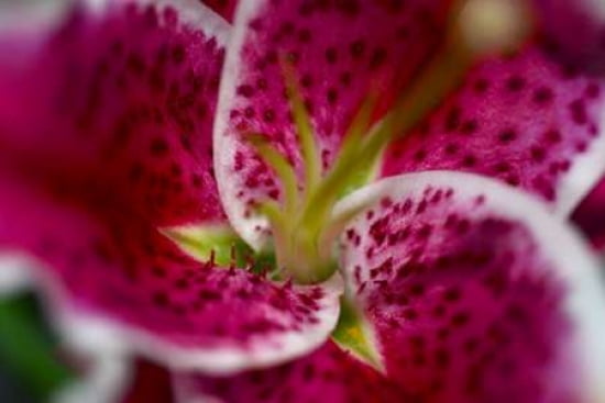 Pink Lily II Canvas Art - JoAnn Arduini (12 x 18)